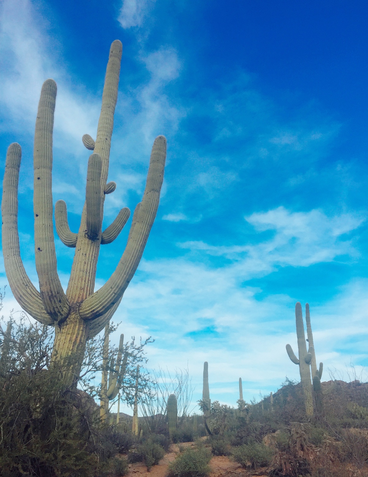 ♠ 美西遊記 │Arizona【Saguaro National Park】 - 巨人柱國家公園