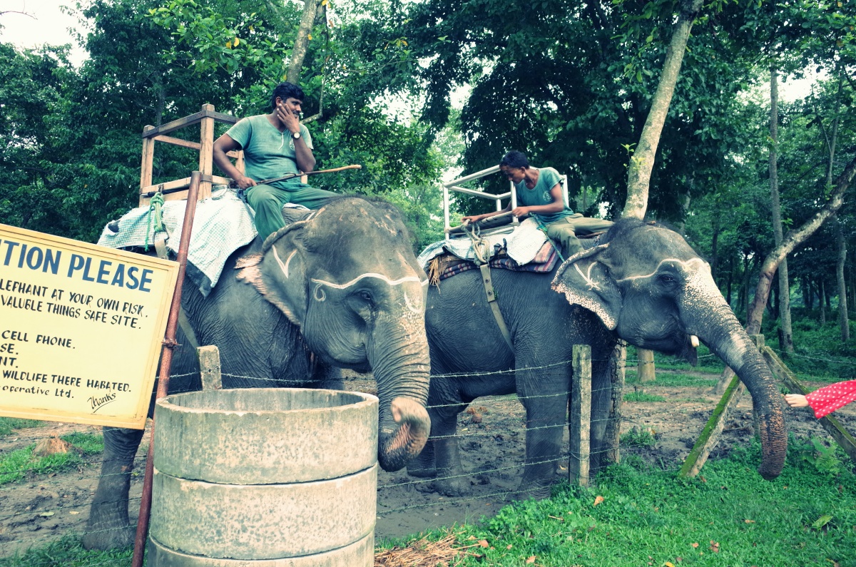 ♣ 尼泊爾遊記 Day 3【奇旺國家公園 獨木舟+騎大象】