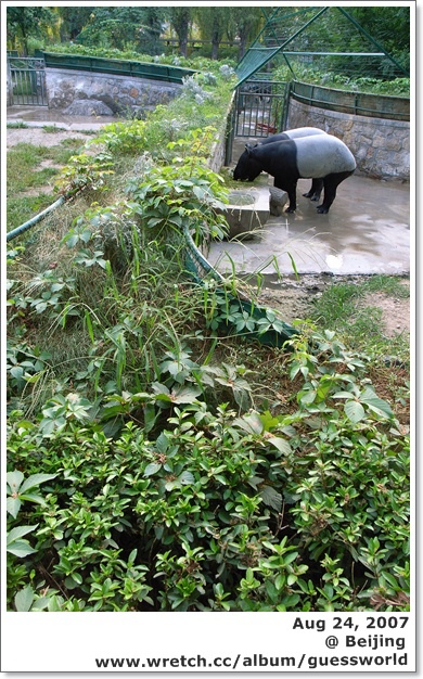♣ 北京遊記 │黑白不分看熊貓，「北京動物園」