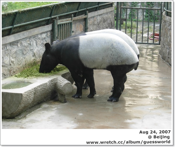 ♣ 北京遊記 │黑白不分看熊貓，「北京動物園」