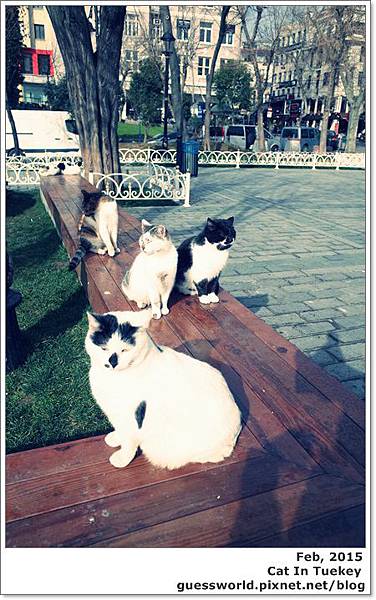 ♣ 土耳其【愛貓者的天堂，到處都是貓】