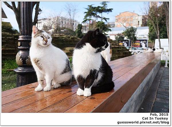 ♣ 土耳其【愛貓者的天堂，到處都是貓】