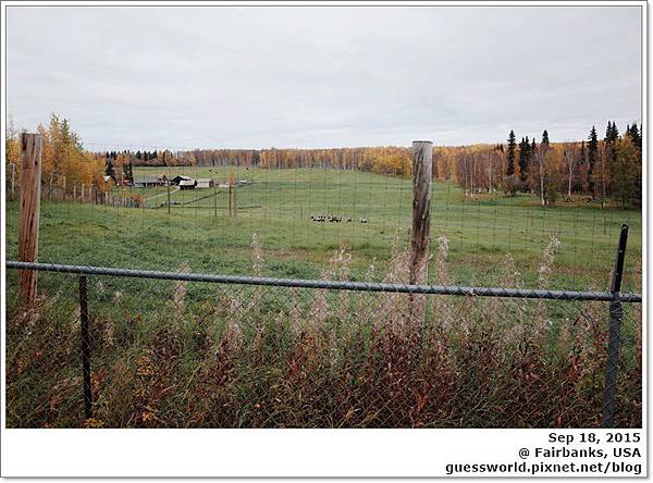 ♣ 阿拉斯加遊記 Day6 Fairbanks【狗拉雪橇+大型動物研究站+阿拉斯加大學極地博物館+阿拉斯加大油管】