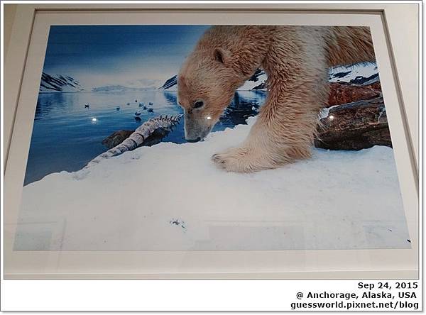 ♣ 阿拉斯加遊記 Day12 Anchorage【阿拉斯加動物園+安克拉治博物館】