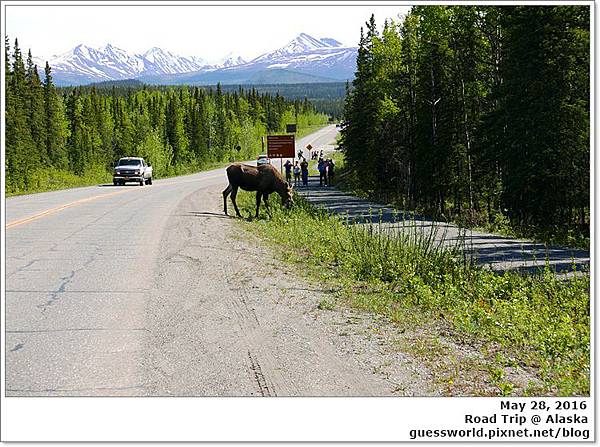 ♣ 阿拉斯加遊記｜Day1【從Fairbanks到Palmer】- 動物跟雪山齊發的RoadTrip