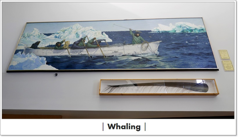 ➴【捕鯨魚是合法的？】- 因紐特人的文化與驕傲