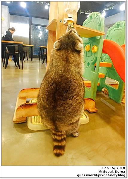 ▩ 首爾遊記│Day3 弘大【Raccoon Cafe 맹쿤】- 與浣熊親身接觸